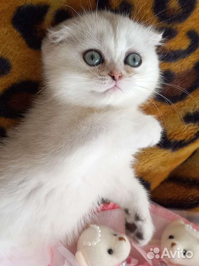 Шотландский вислоухий котёнок девочка
