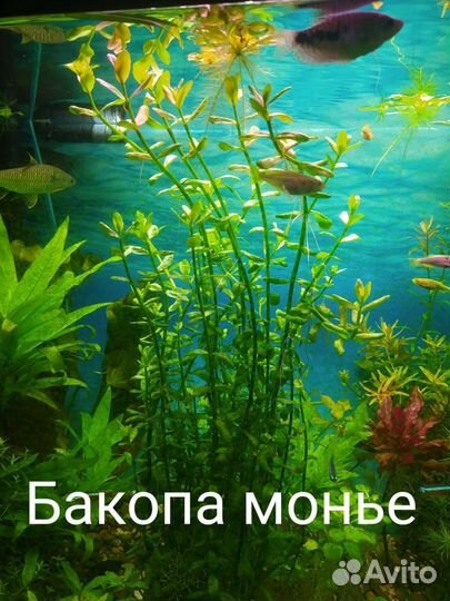 Аквариумные растения