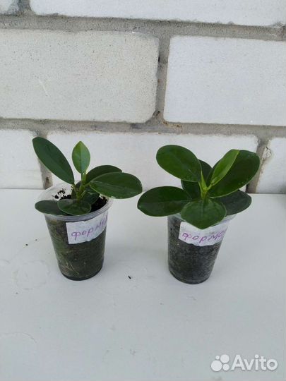 Фикус формоза