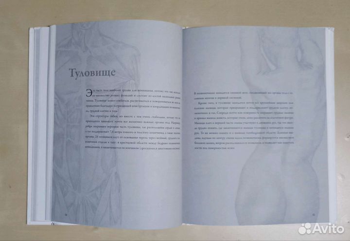 Анатомия для художников