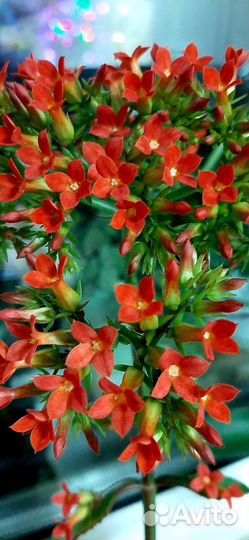 Каланхоэ цветущий