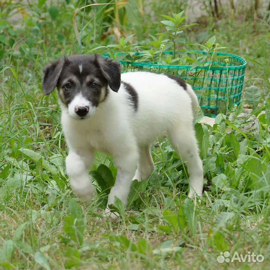 Щенок, умный, озорной в добрые руки