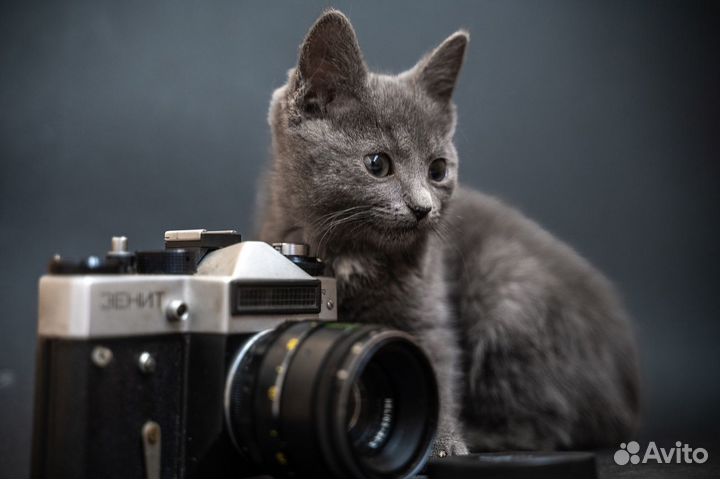 Дакота выжила одна