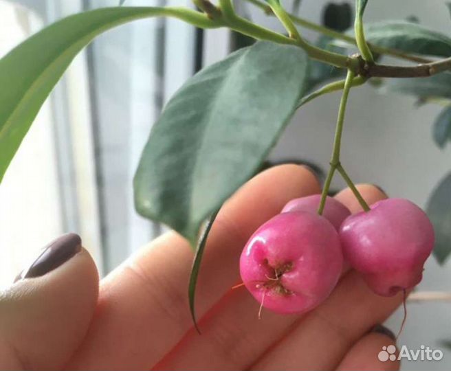 Лилли Пилли