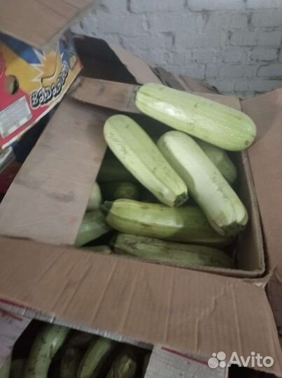 Кабачки свежие