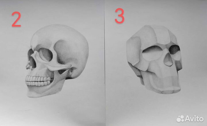 Академический рисунок голова, череп, части лица