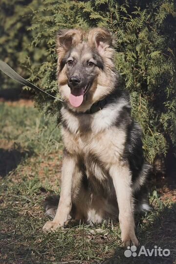 Марвин в поиске любящих хозяев