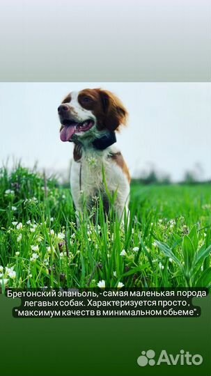 Бретонский эпаньоль.вязка