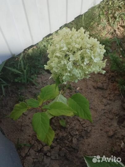Гортензия древовидная Баунти