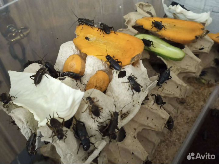 Сверчки, тропическая мокрица, хрущак, зоофобус