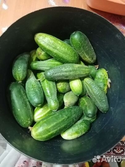 Огурцы 3,8 кг, кабачки 1,7