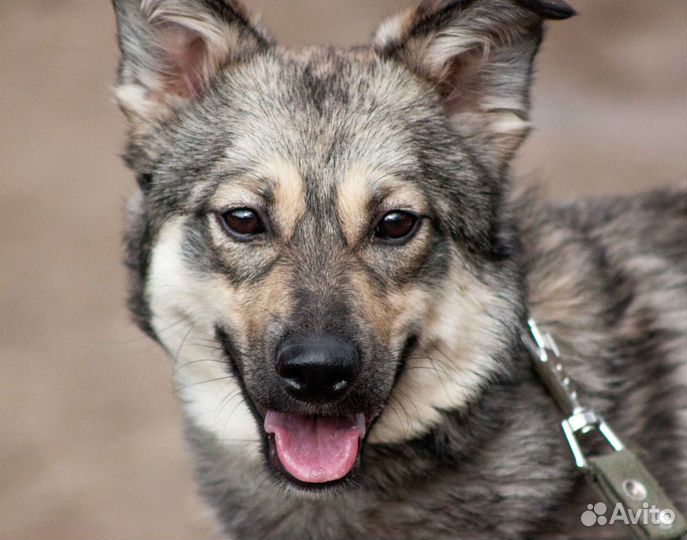 Собака-компаньон Николь в добрые руки
