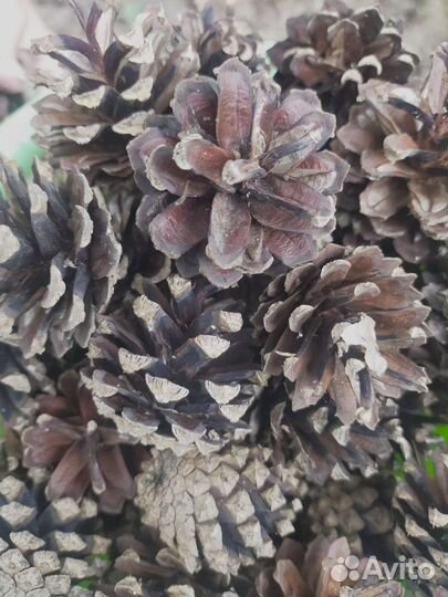 Шишки сосновые