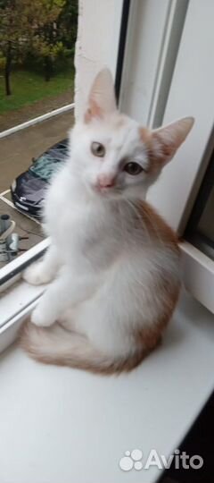 Кошка