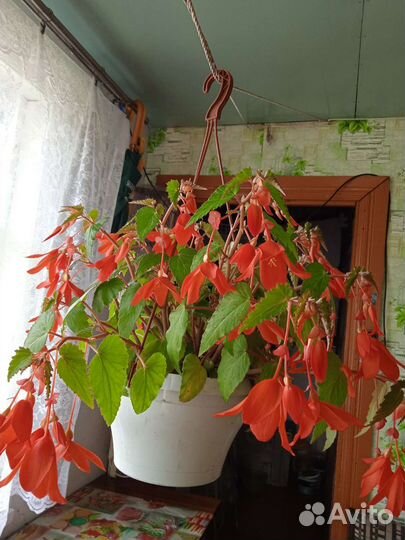 Бегония ампельная