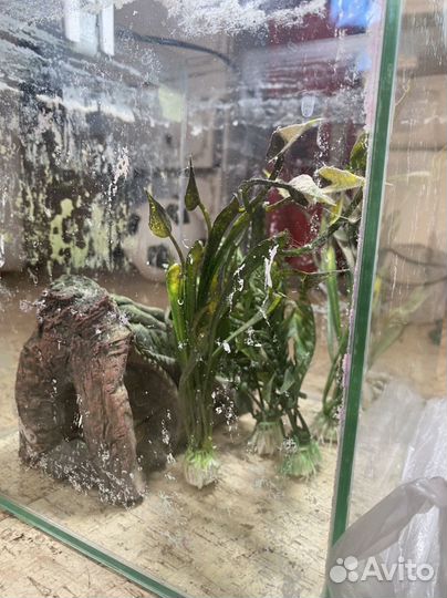 Аквариум Aquael