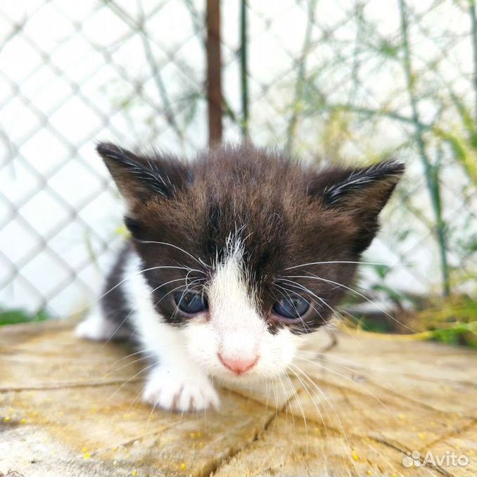 Котёнок девочка, живёт на улице