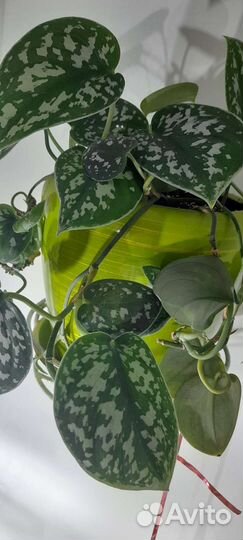 Сциндапсусы