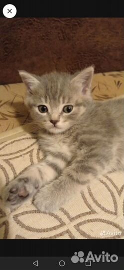 Отдам бесплатно