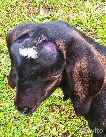 Обезроживание козлят, кастрация