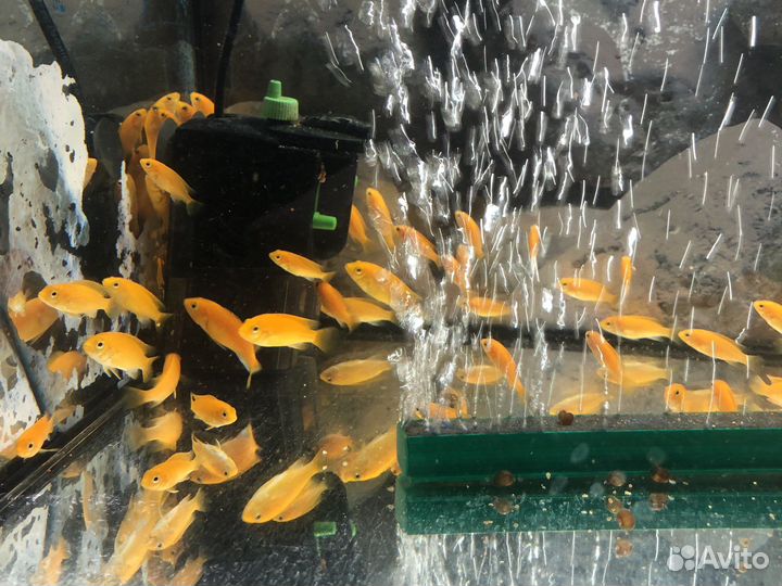 Малавийские цихлиды мальки Лабидохромис Еллоу