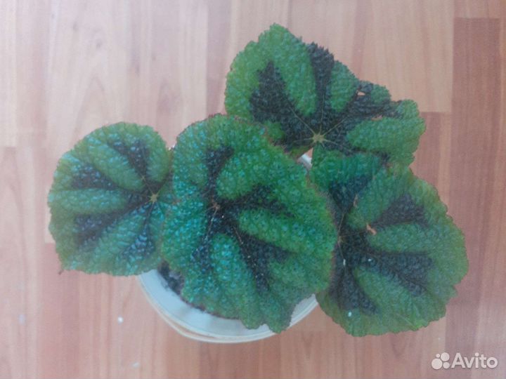 Бегония мэсона