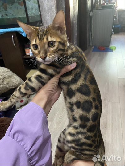 Мальчик Бенгал