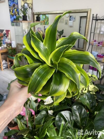 Комнатные цветы