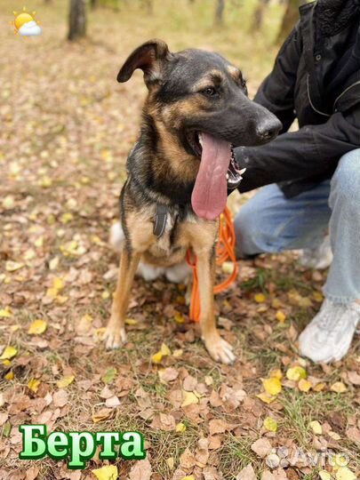 Собачка из приюта