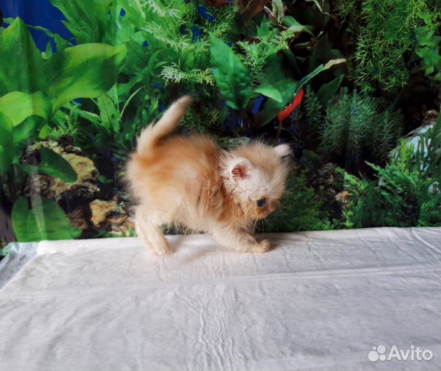 Британский персиковый хайленд