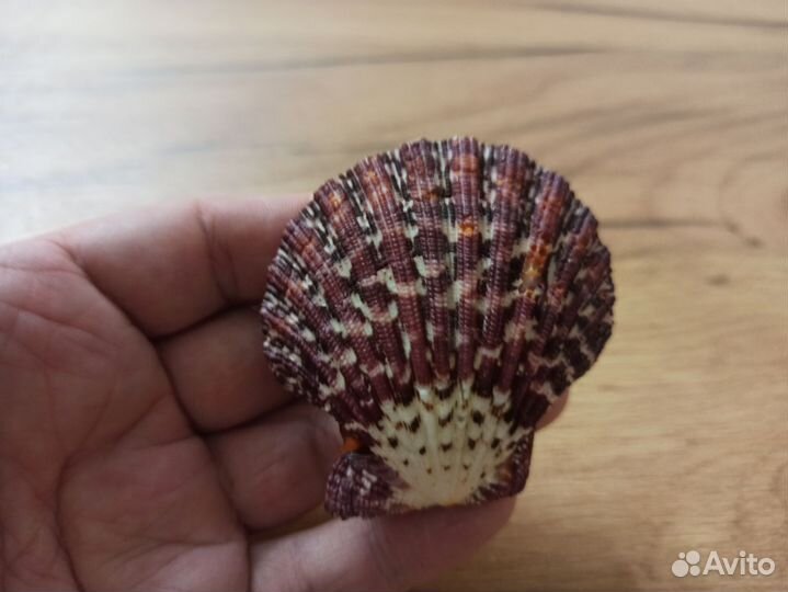 Морская раковина