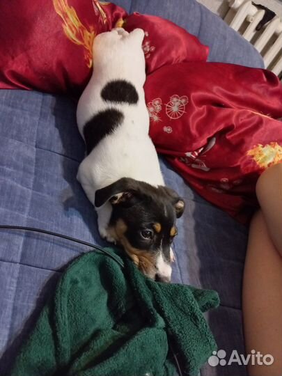 Джек рассел терьер