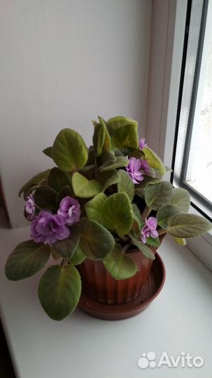 Комнатные фиалки