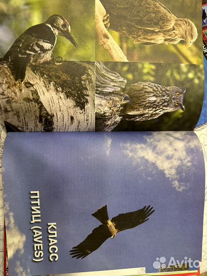 Красная книга Животные нашего леса