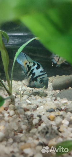 Аквариумные рыбки