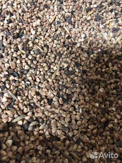 Гречка для собак