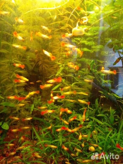 Аквариумные рыбки