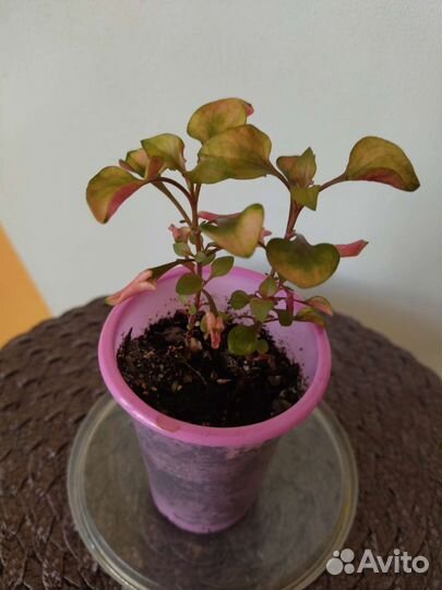 Альтернатера Бетцика