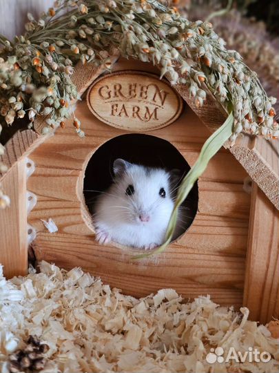 Джунгарский хомяк редкого окраса империал