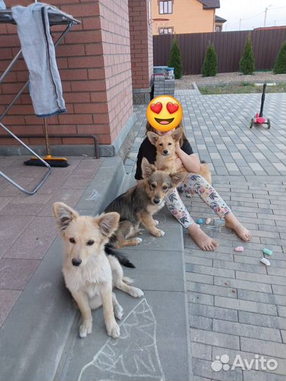 Собака в добрые руки отдам бесплатно щенки