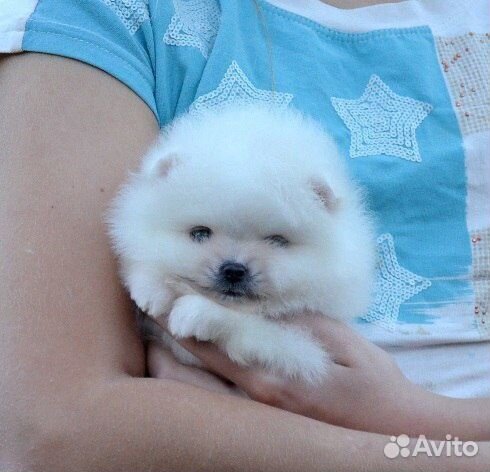 Малыши шпицы
