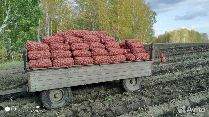 Картофель крупный