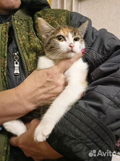 Котенок девочка