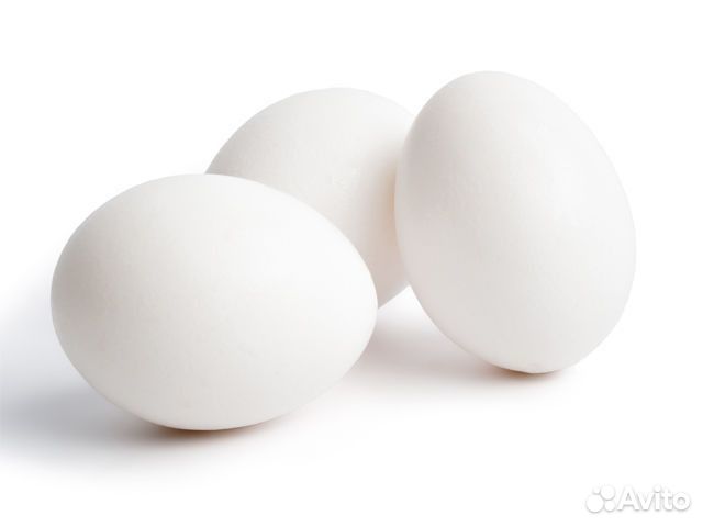 Домашние куриные яйцо