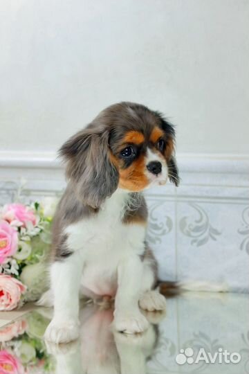 Роскошная малышка Кавалер Кинг Чарльз спаниель