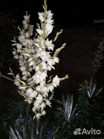 Юкка садовая