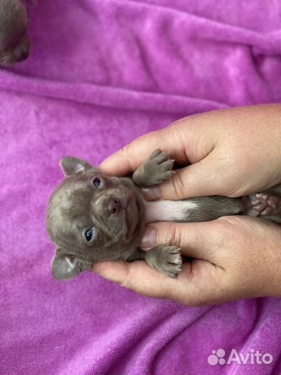 Лиловые малыши