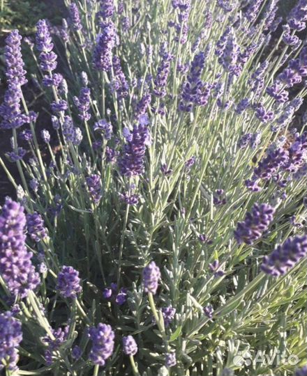 Лаванда саженцы