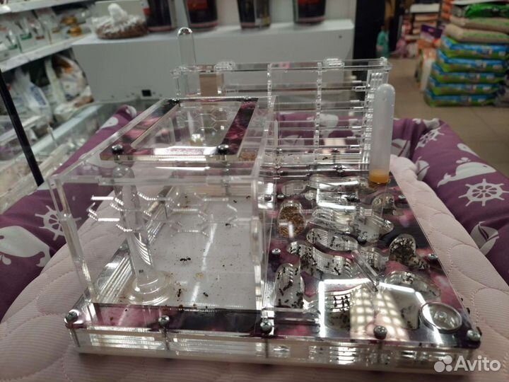 Муравьиная ферма, формикарий, муравьи жнецы