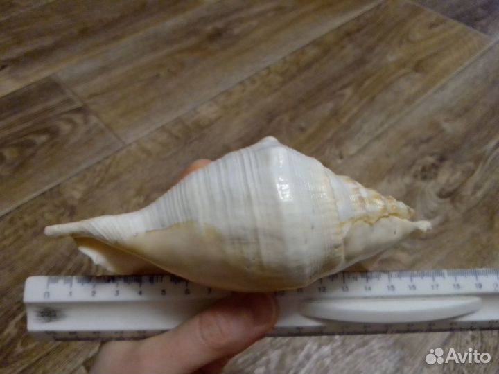 Раковина морская,ракушка